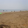 Bibione031