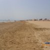 Bibione032