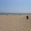 Bibione057