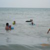 Bibione100