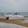 Bibione103