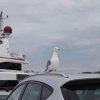 Kroatien036