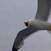 Kroatien039
