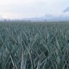 Philippine083