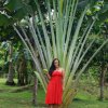 Philippine154